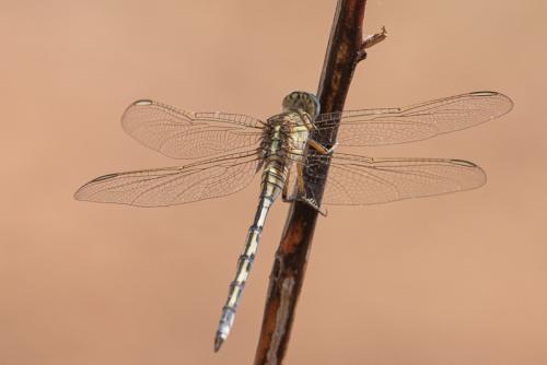 Réf. 250 931 : Orthetrum trinacria